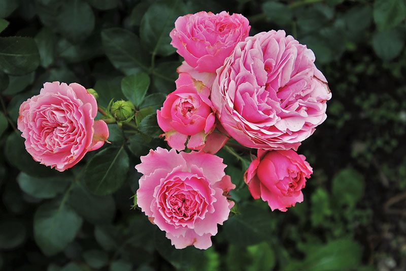 cultivar rosas 5