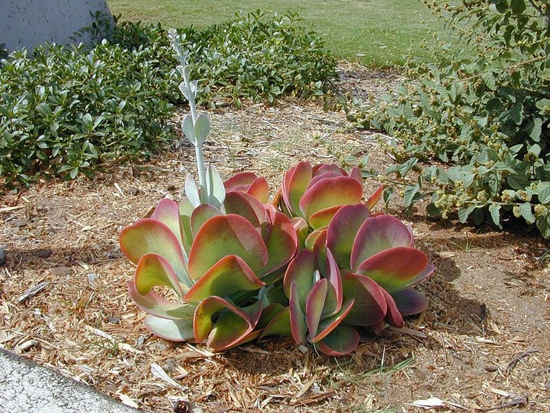 planta paleta kalanchoe luciae hola decoracion 01