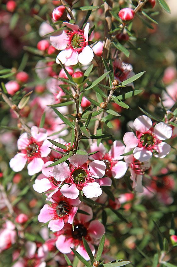 cultivo leptospermum 1