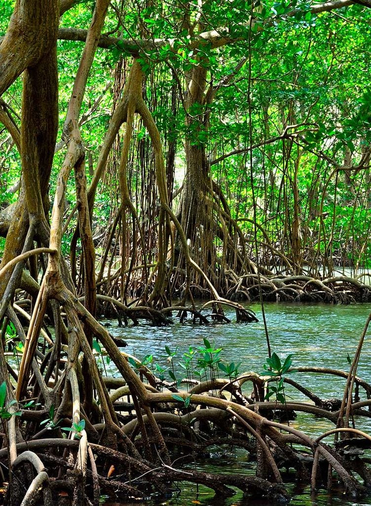 Parque Nacional de los Haitises