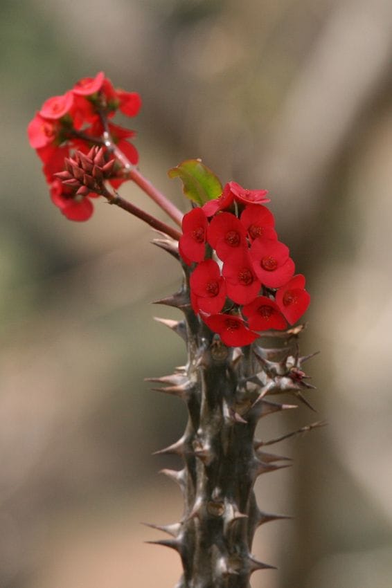 espina de Cristo  Euphorbia milii hola decoracion 03