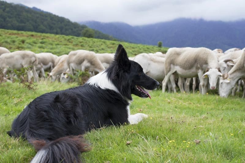 border collie 8a