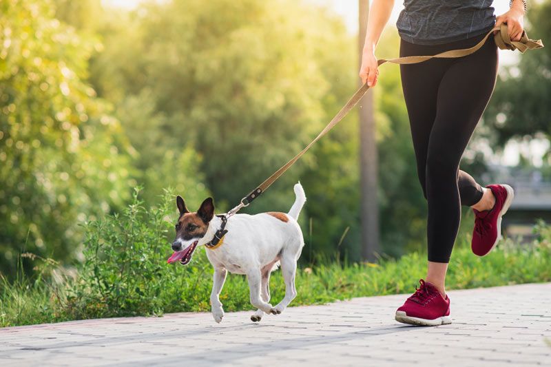 fox terrier corriendo