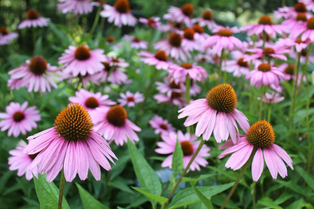 Echinacea 