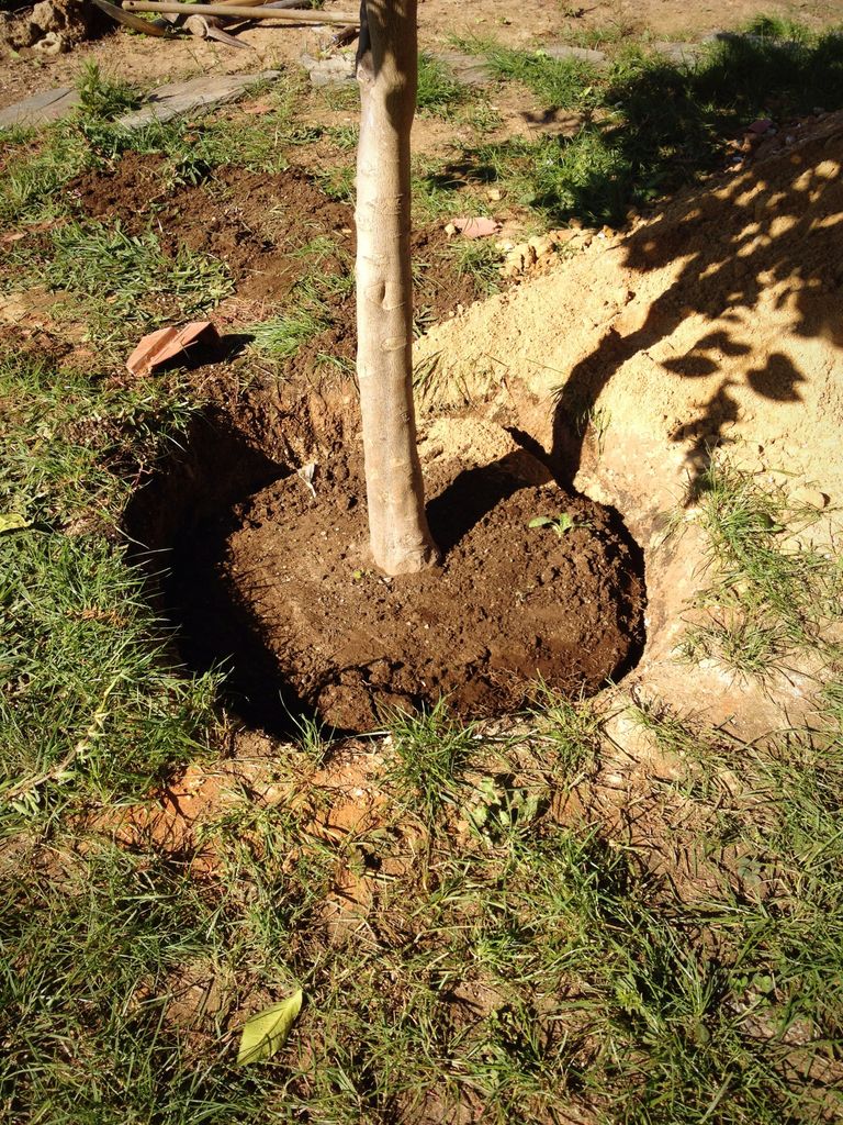 Plantar un árbol