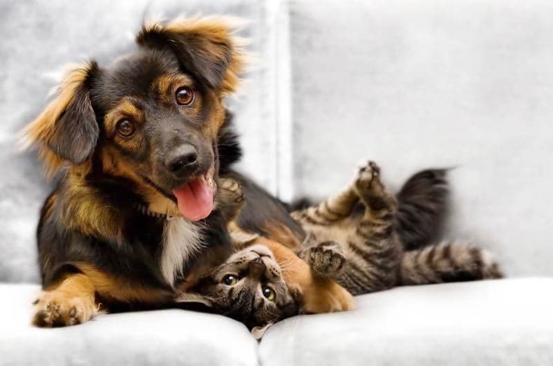 perro gato sofa