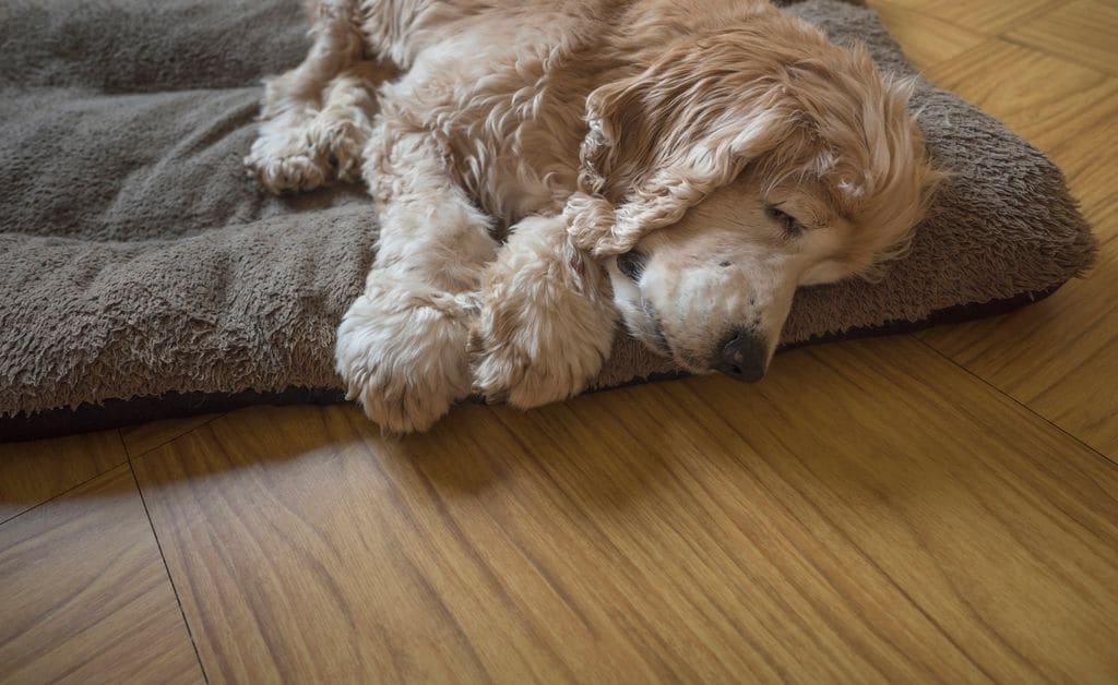 Un perro durmiendo en su cama 