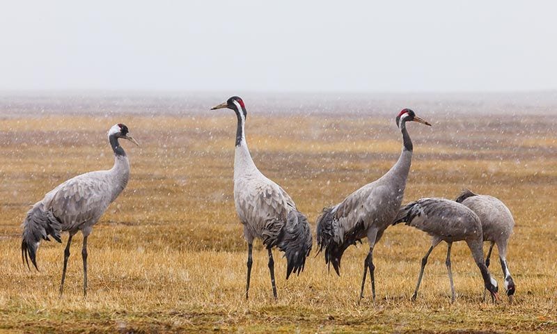 ver aves espana gallocanta