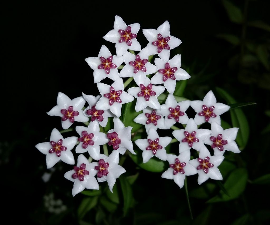 Plantas de flor de cera