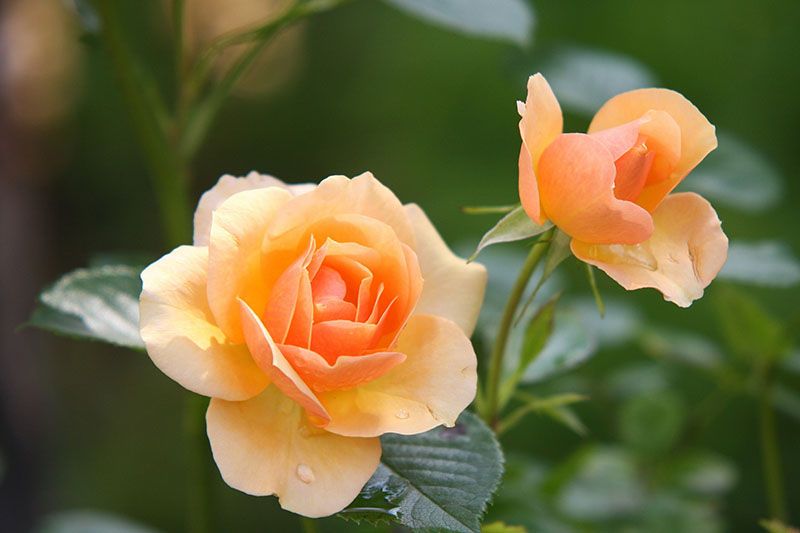 cultivar rosas 3