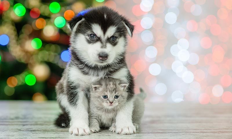 regalo perro navidad