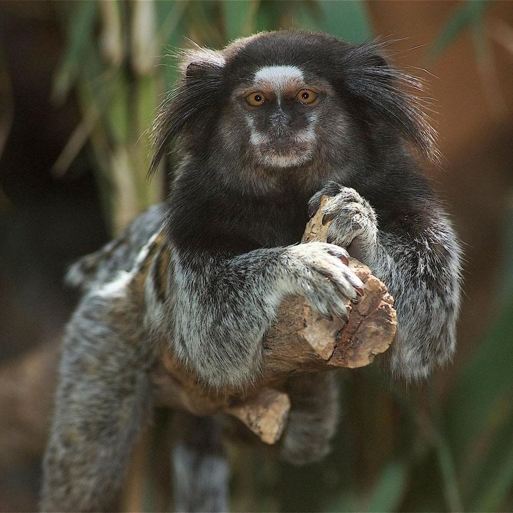 monkey park santa cruz de tenerife 