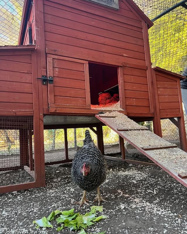 'Sinkie', una de las gallinas de Ellen DeGeneres vive con Meghan y Harry desde 2024 en su gallinero, en Montecito.