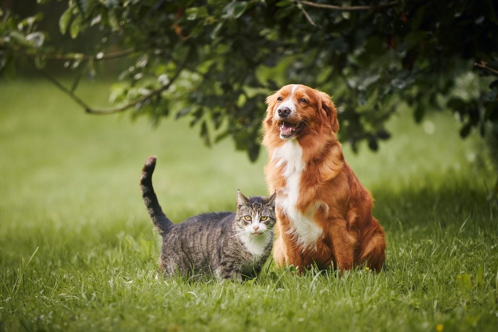 Perro y gato en un jardín con una verde pradera y arbolado