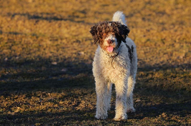 istockperro agua espanol