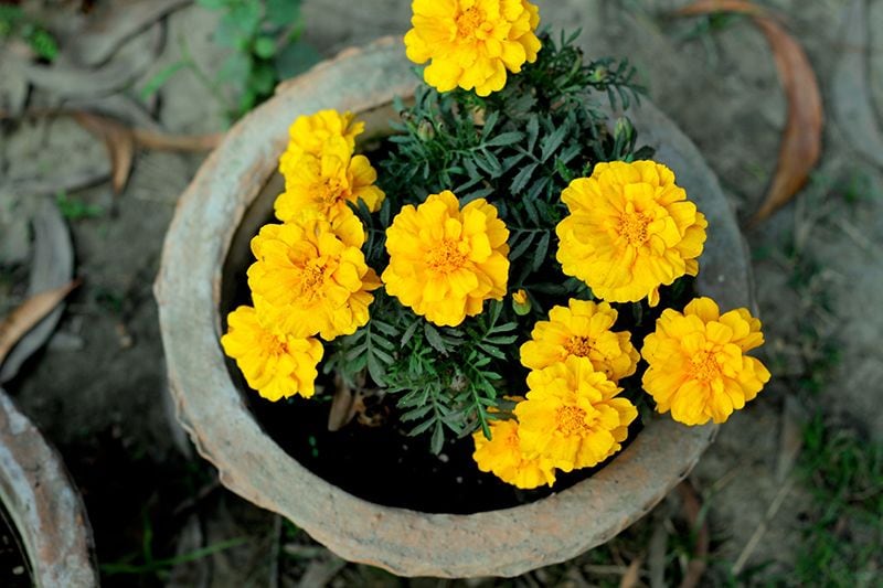 como cuidar tagetes 06a