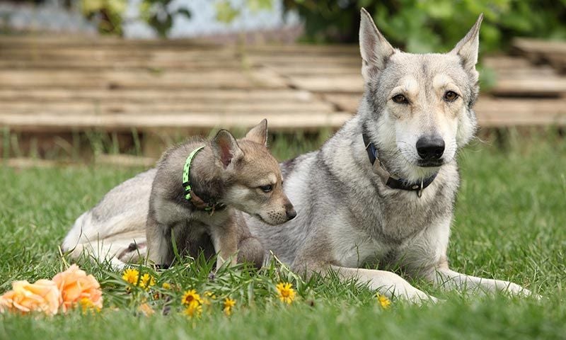 perrolobo de saarloos