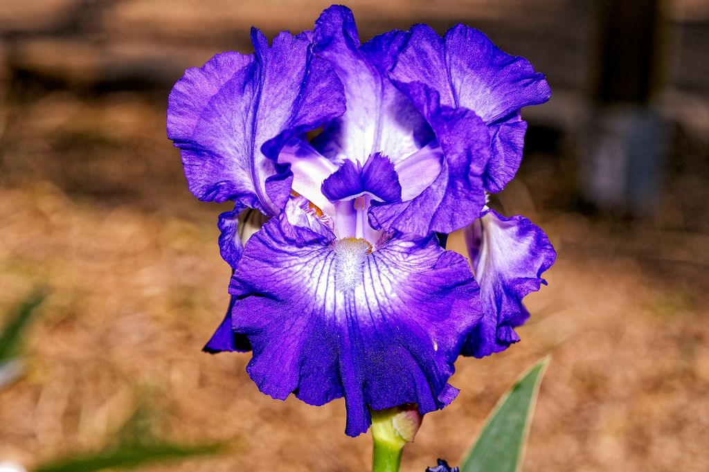 Primer plano de un iris o lirio en tonos azules y blancos