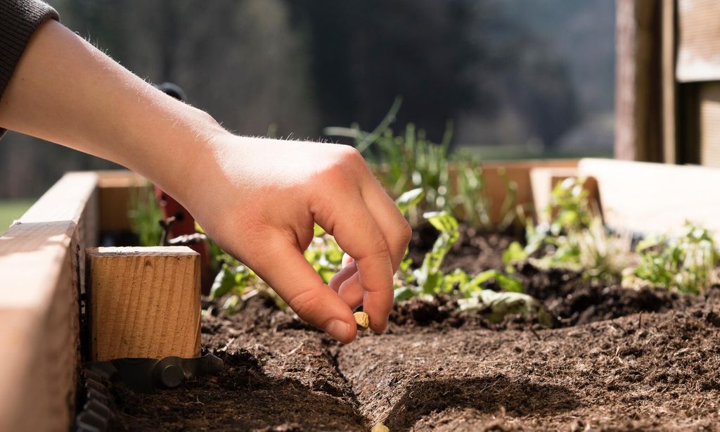 mano de ni o plantando semilla en un huerto