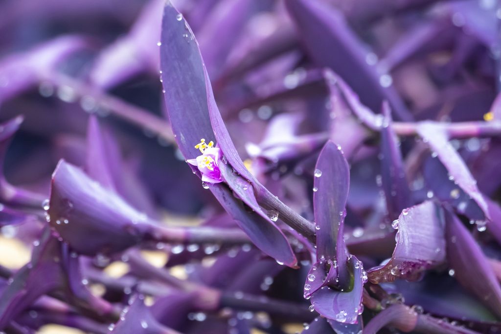 Tradescantia pálida