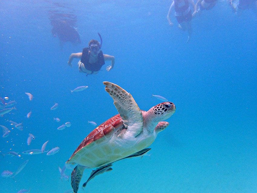 Snorkel en Bardados viendo tortugas