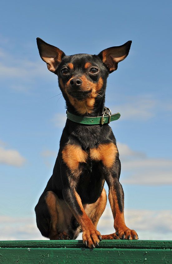 pinscher