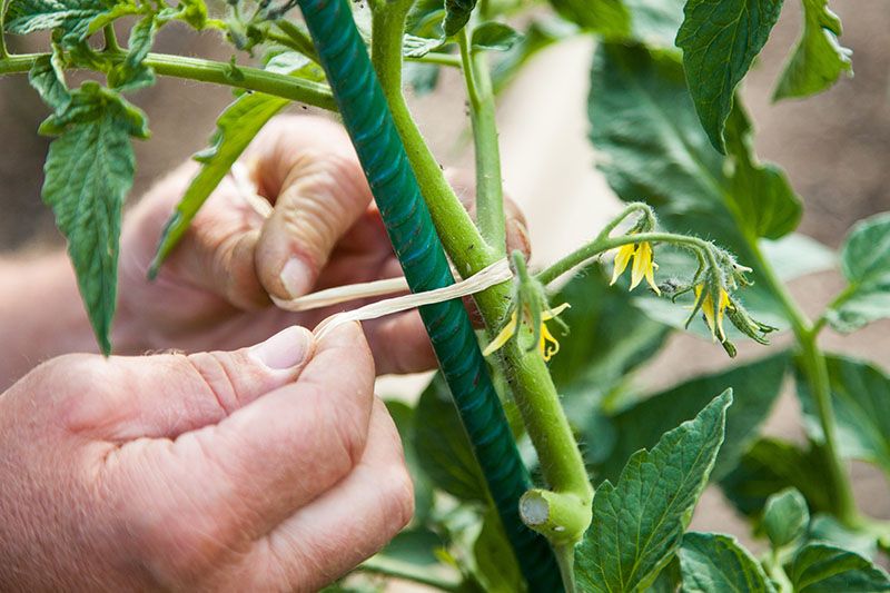 cultivar plantas tomateras 7
