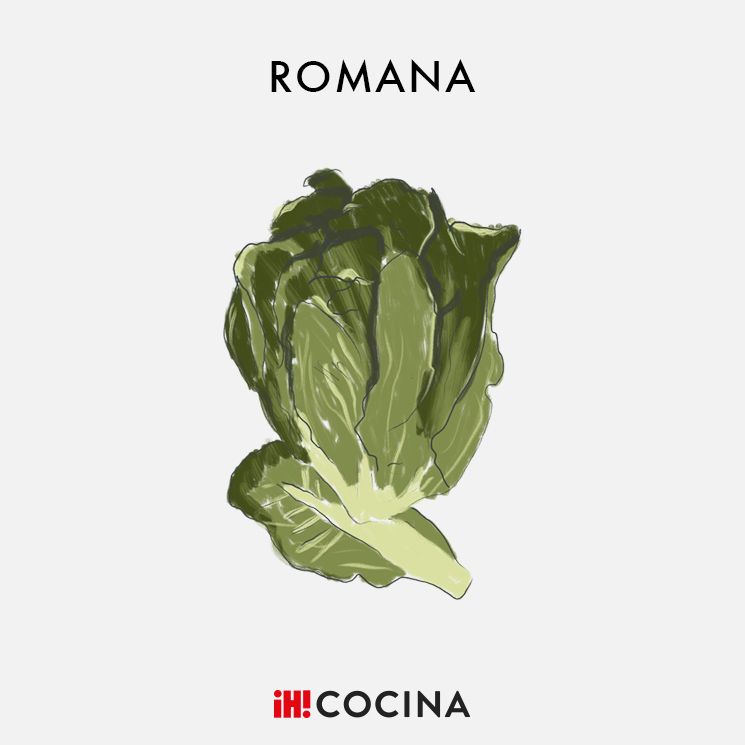 Lechuga romana