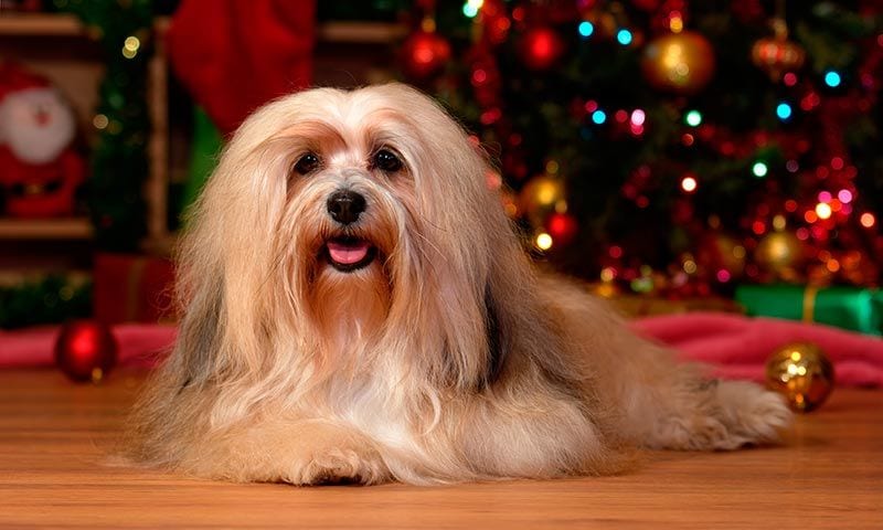 bichon havanese