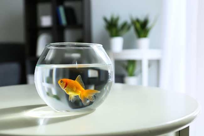 Todo lo que debes tener en cuenta para tener un goldfish en casa