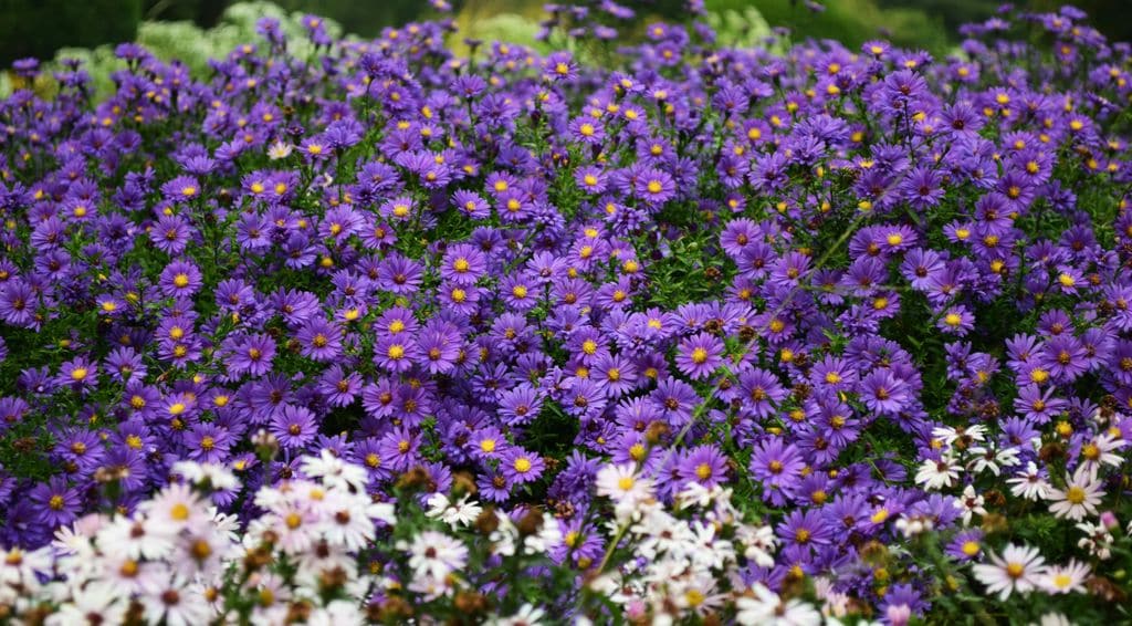 Asteres en flor ('Aster spp.')