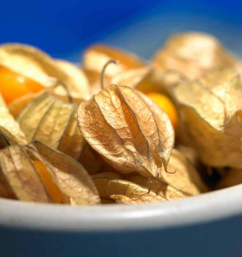 physalis age