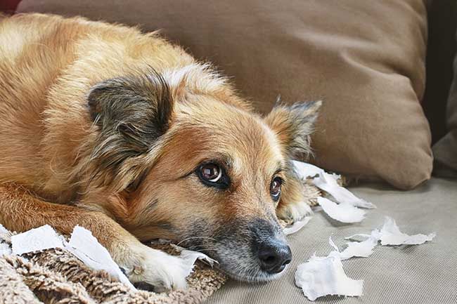 Si tu perro es desobediente, puede que el problema lo hayas causado tú