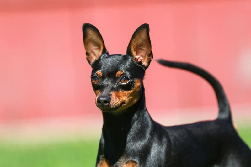 pinscher 2a