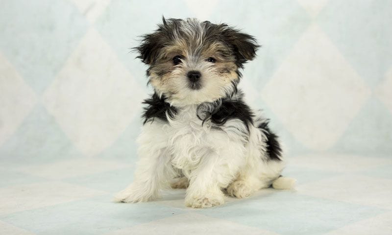 morkie