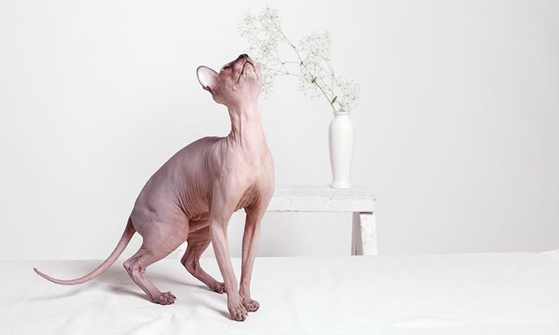 sphynx