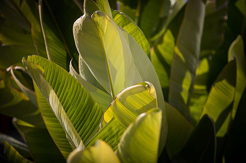 plantas sin luz 08a