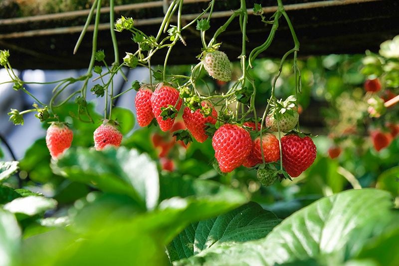 como cultivar fresas 05a