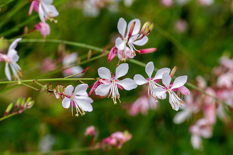 cuidados gaura 5