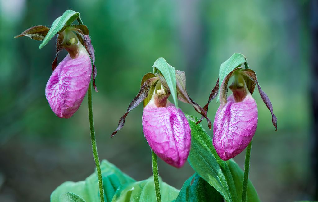 Cypripedium u orquídea zapatitos