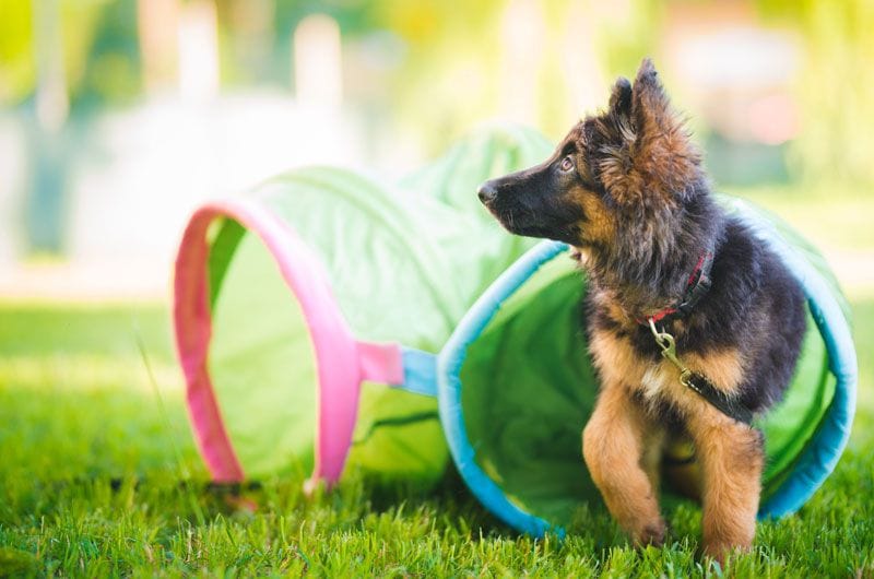 cachorro jugando