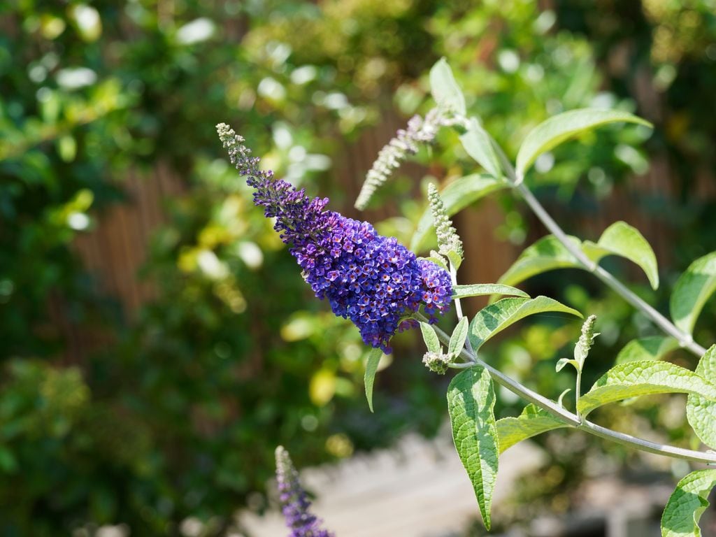 Buddleia davidii 