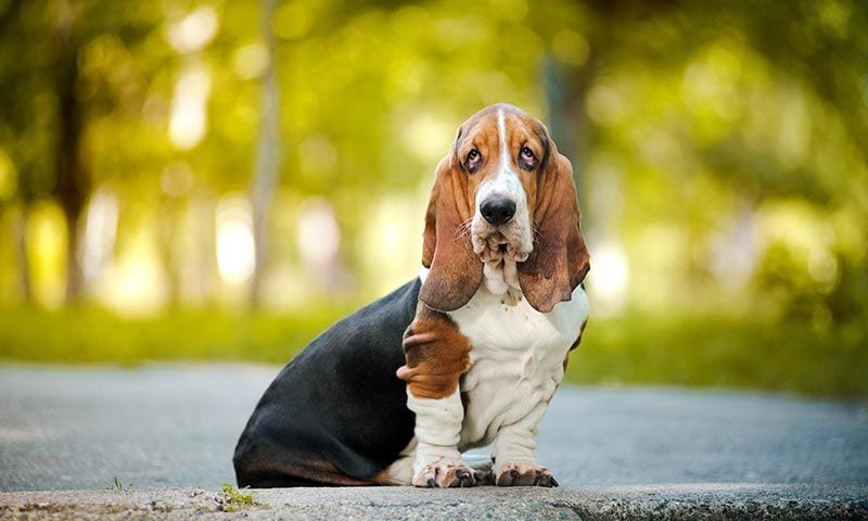 basset hound