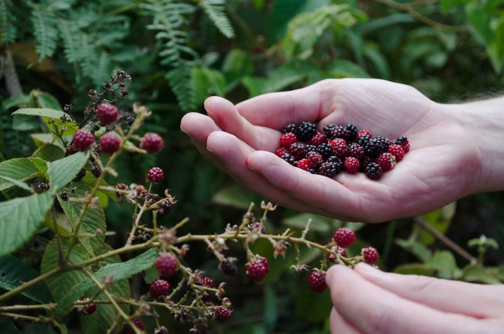 mujer con moras silvestres en la mano