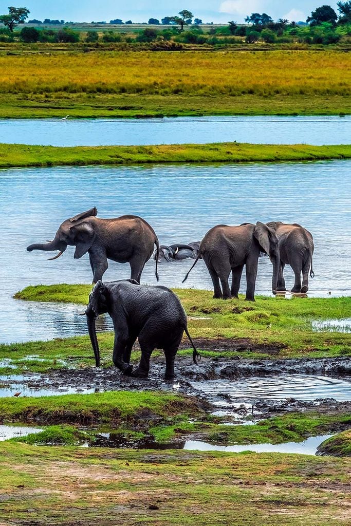 delta okavango