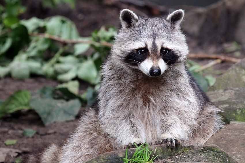 07 mascotas prohibidas en espana