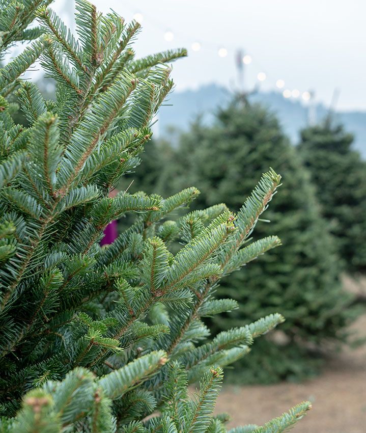 arbol navidad natural 8