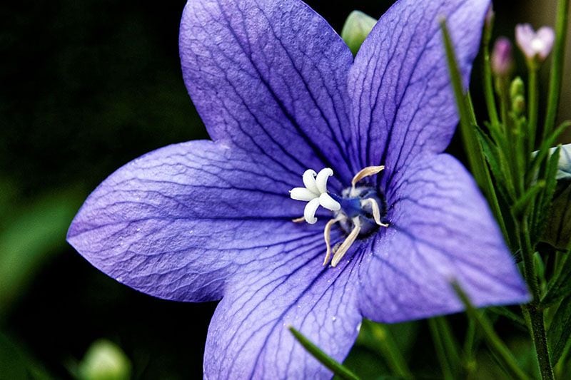 campanilla china 3