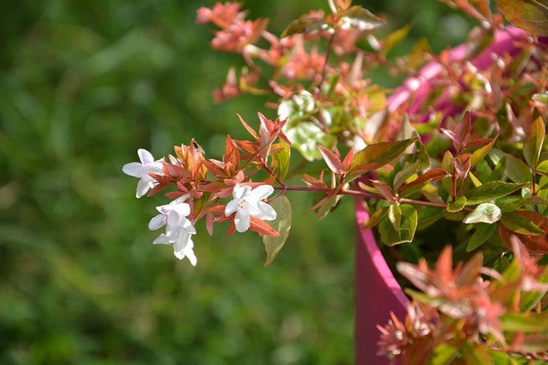 cultivo abelia 7