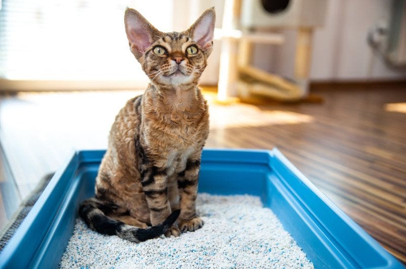 Gato en una caja de arena